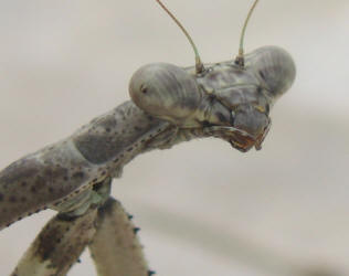 praying mantis